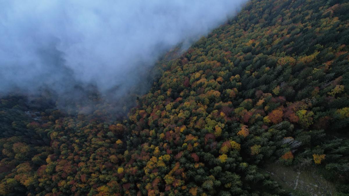 Drohnenaufnahme von Bäumen, direkt von oben fotografiert. Es gibt grüne Bäume, aber auch viele Herbstfarben. Oben / links ist eine weiße Wolke, auf die wir hinabblicken.