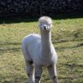 Coming Over - Curious Alpaca Crossing the Pasture