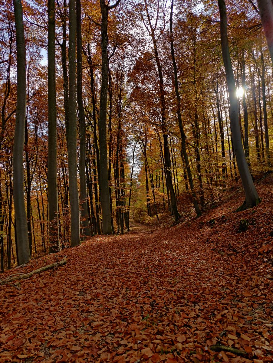 Ein Waldweg, bedeckt mit gefallenem Herbstlaub, umgeben von Bäumen mit goldenem Laub.