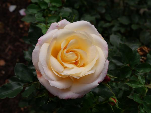 Eine zarte blassgelbe Rose in voller Blüte, mit weichen Blütenblättern und einem feinen rosa Schimmer an den Rändern.