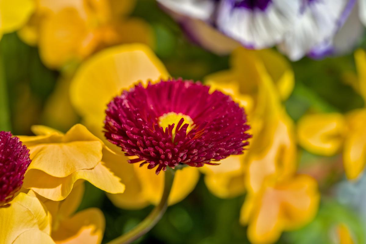 Eine rote Blume mit einigen orangefarbenen / gelben dahinter.