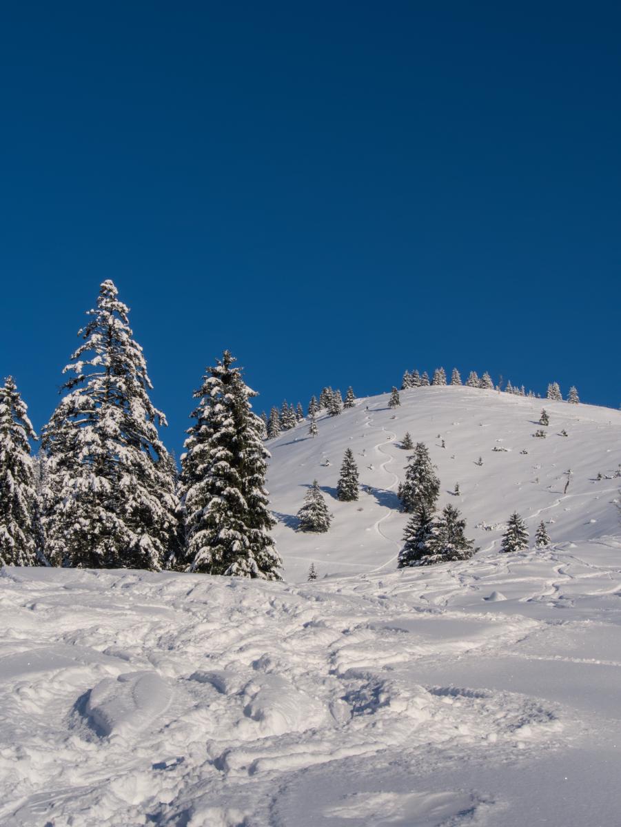 Eine Winterszene in den bayerischen Bergen. Links stehen einige Bäume. Rechts liegt ein Berg mit einer Skipiste und einem Skifahrer, der den Berg hinaufgeht.