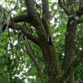 Deep in the Canopy - Great Spotted Woodpecker on a Mossy Fork
