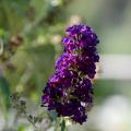 Deep Violet - A Butterfly Bush in Full Flower