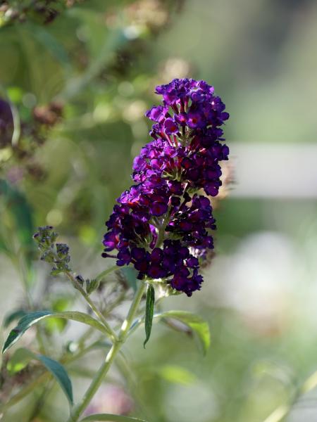 Ein einzelner Stängel mit tiefvioletten Blüten vor unscharfem Hintergrund, der die leuchtende Farbe der Blüten hervorhebt.