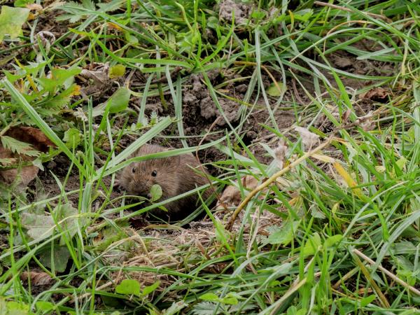 Eine kleine Maus / ein Wildhamster schaut aus einem Loch im Feld in die Kamera.