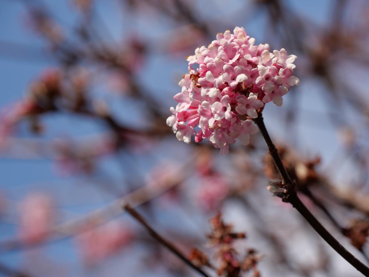 Rosa Blüten an einem Zweig vor weich gezeichnetem Hintergrund, die die Schönheit des Frühlings zeigen.