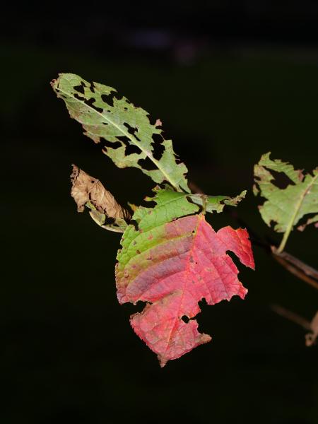 Ein Herbstblatt im Übergang von Grün zu Rot, mit Löchern, die das Ende seines Lebenszyklus andeuten, vor dunklem Hintergrund.