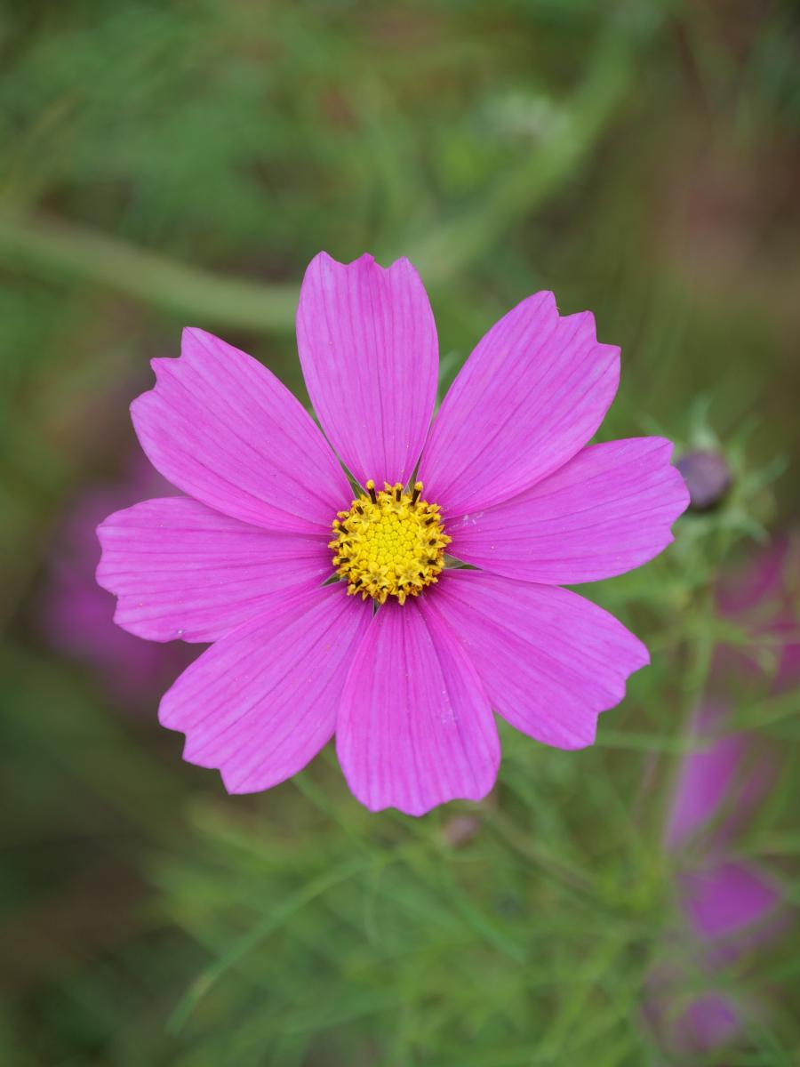 Eine leuchtend rosa Kosmee mit leuchtend gelber Mitte vor einem sanft grünen Hintergrund.