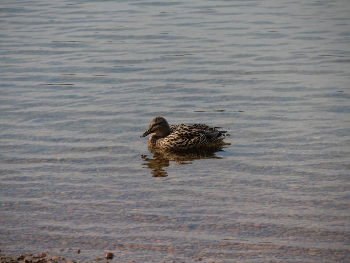 Eine Wildente, die ruhig auf dem klaren Wasser eines friedlichen Sees treibt.