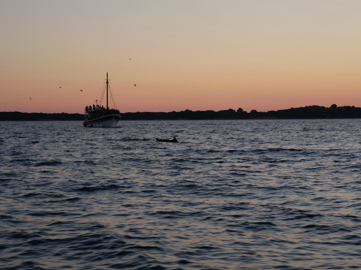 Silhouetten von Delfinen, die bei Sonnenuntergang neben einem Boot springen, vor einem warmen Himmel im Hintergrund.