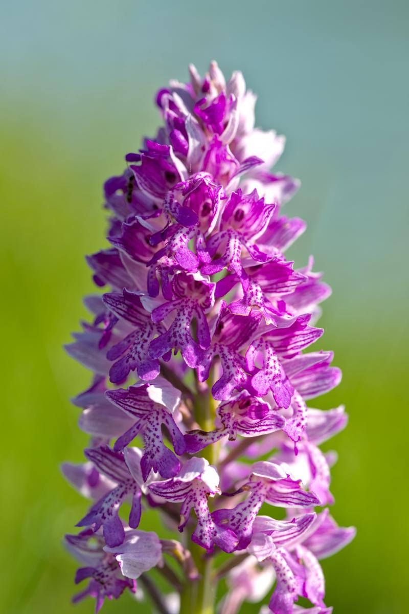 Eine lila Blume vor einem unscharfen grünen Hintergrund.