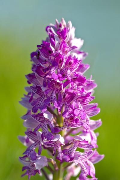 Eine lila Blume vor einem unscharfen grünen Hintergrund.