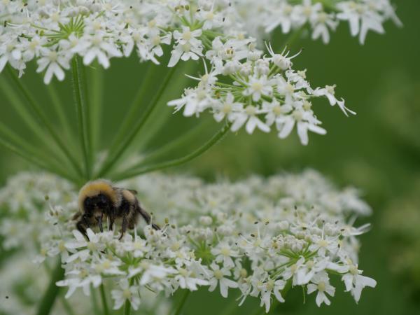 Frontalansicht einer Biene, die scharf gestellt ihr Gesicht und ihre Fühler zeigt.