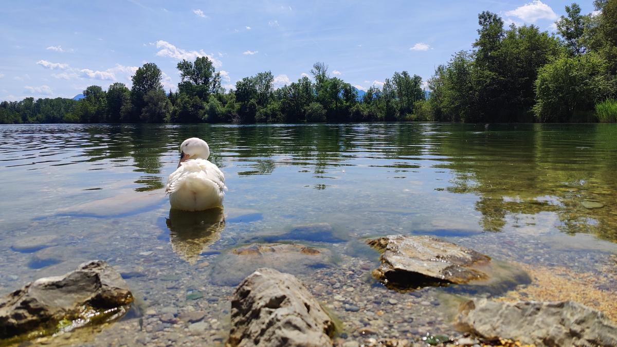 Eine weiße Ente, die in klarem Wasser schwimmt, mit der Spiegelung von Bäumen und einer Bergkulisse.
