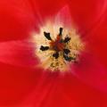 Schwarze Staubbeutel, rote Wände - im Inneren einer Tulpe