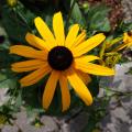 Schwarzes Auge - ein Sonnenhut am Gartenweg