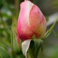 Noch geschlossen - eine Rosenknospe vor dem Aufblühen