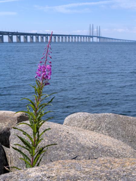 Bild einer Blume vor der Öresundbrücke. Im Hintergrund sind das Meer und die Brücke zu sehen.