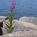 Fireweed and Steel - A Flower Before the Öresund Bridge