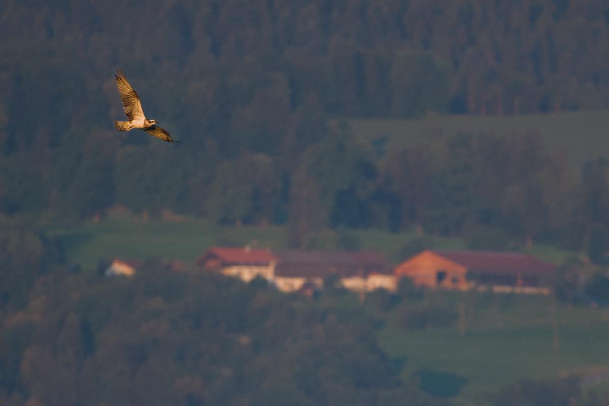 Ein sonnenbeschienener Fischadler gleitet über einen dunklen bewaldeten Berghang, während ein Hof darunter das erste Morgenlicht einfängt.