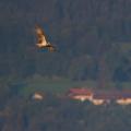 First Light - Osprey Gliding Past a Sunlit Mountain Farm
