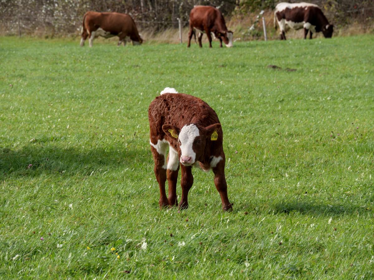 Ein kleines Kalb, das in Richtung Kamera blickt. Es ist braun-weiß und richtig niedlich.