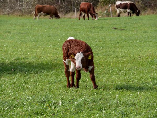 Ein kleines Kalb, das in Richtung Kamera blickt. Es ist braun-weiß und richtig niedlich.