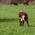 First Pasture - Calf Standing Apart from the Herd