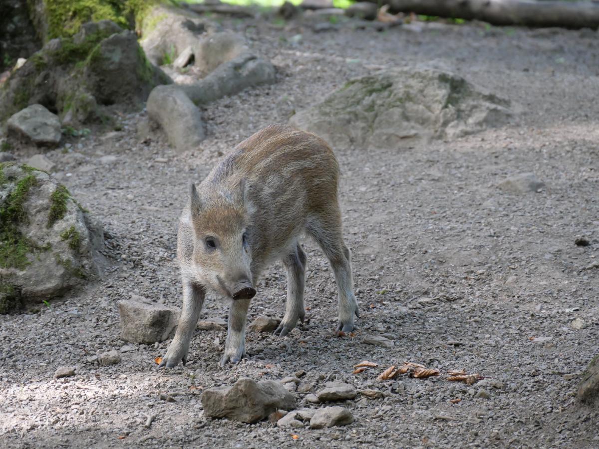 Ein junges Wildschwein mit hellbraunem Fell, das auf dem Waldboden nach Nahrung sucht.