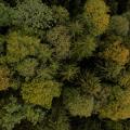 First Yellow - Mixed Forest at the Turn of the Season