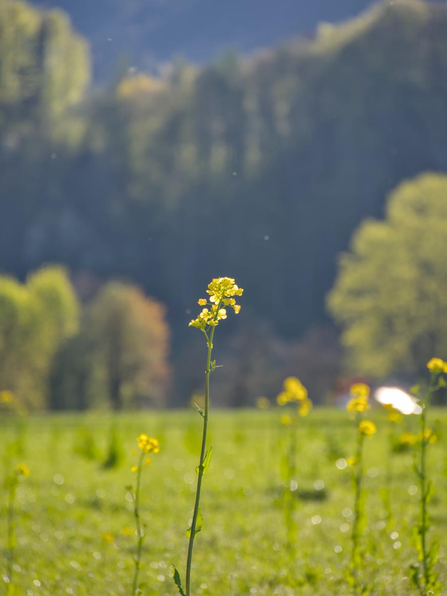 A yellow flower standing in a field. In the background there can be seen some trees and a mountain.