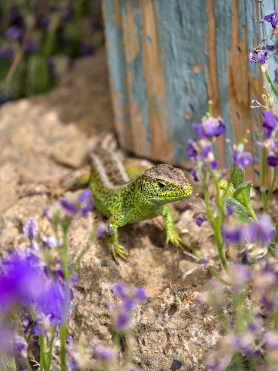 A lizard sitting on a stone next to some flowers. It lifts its upper body in the air.