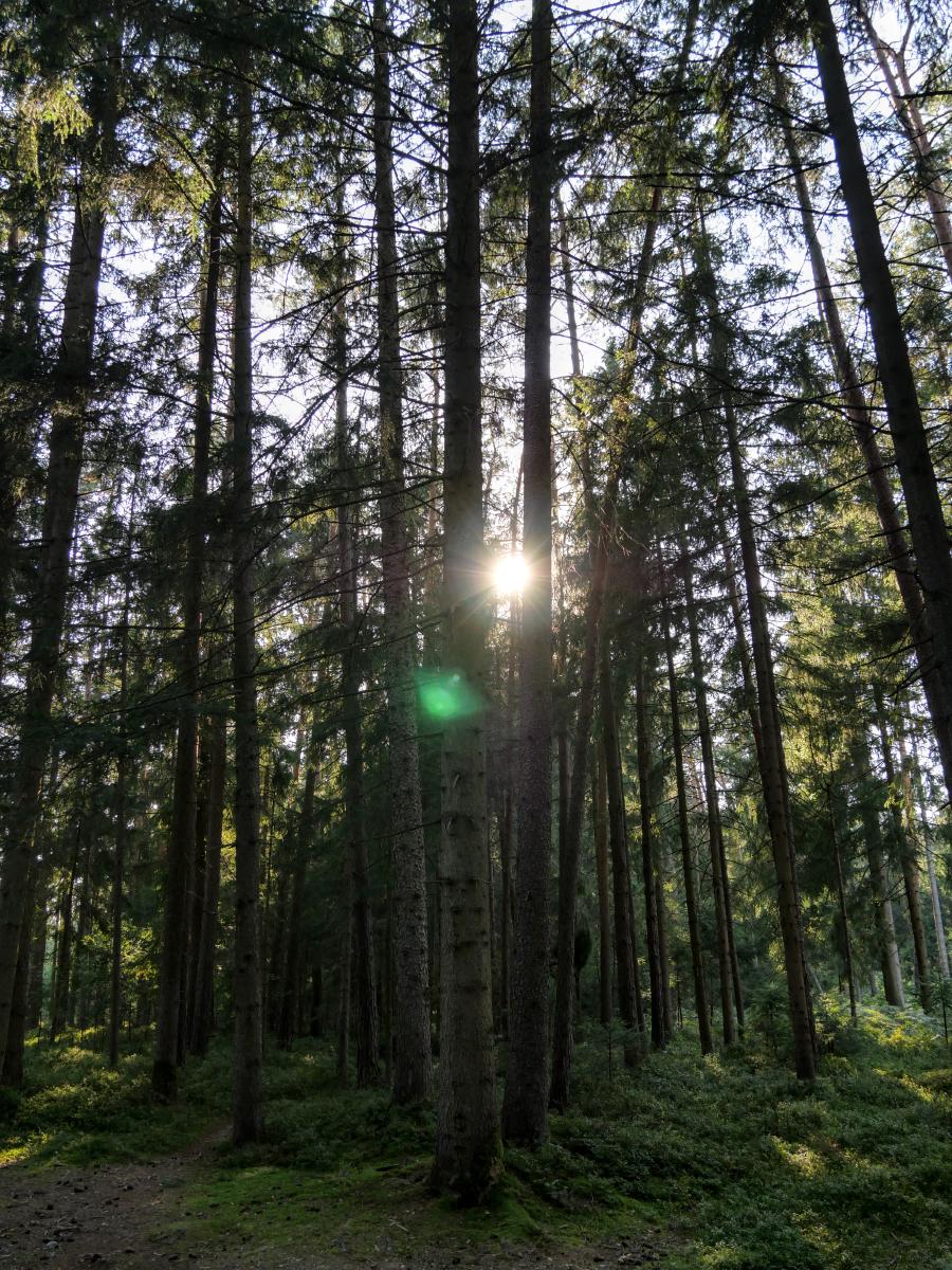 Photo of the sun shining through the trees in the forest.