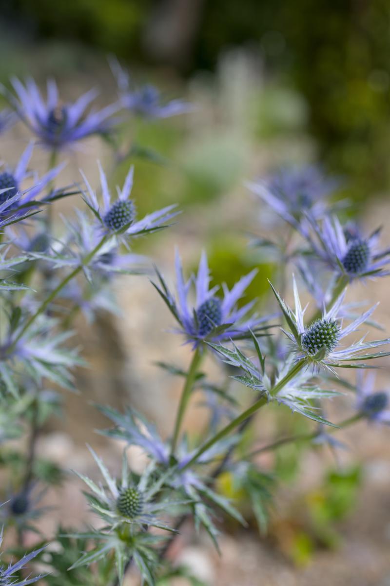 A couple of bluish / purplish flowers with a little bit of green in the blurred background.