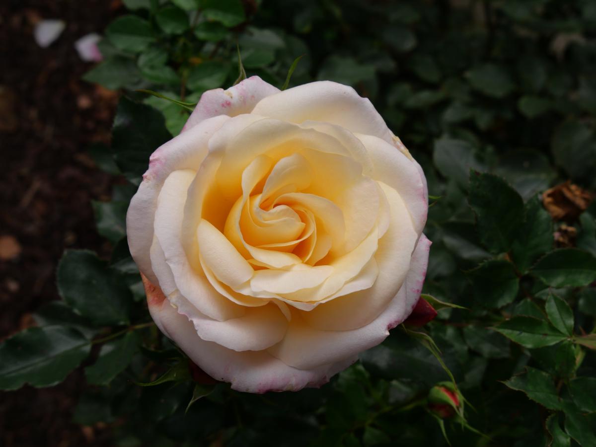 A delicate pale yellow rose in full bloom, with soft petals and a subtle pink blush on the edges.