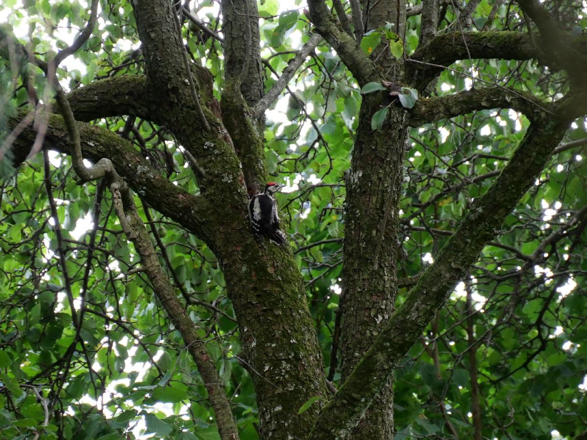 A Great Spotted Woodpecker clinging to a tree trunk, its black and white feathers blending into the bark.