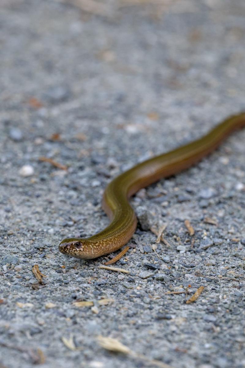 A brown blindworm on a gray gravel road.