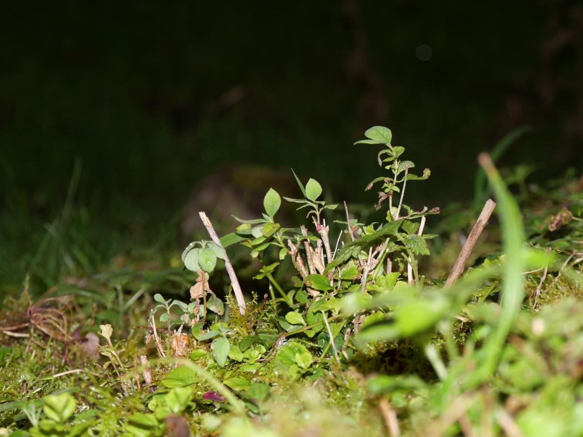 Nighttime photo of small plants and sprouts emerging from the forest floor, highlighted by a beam of light.