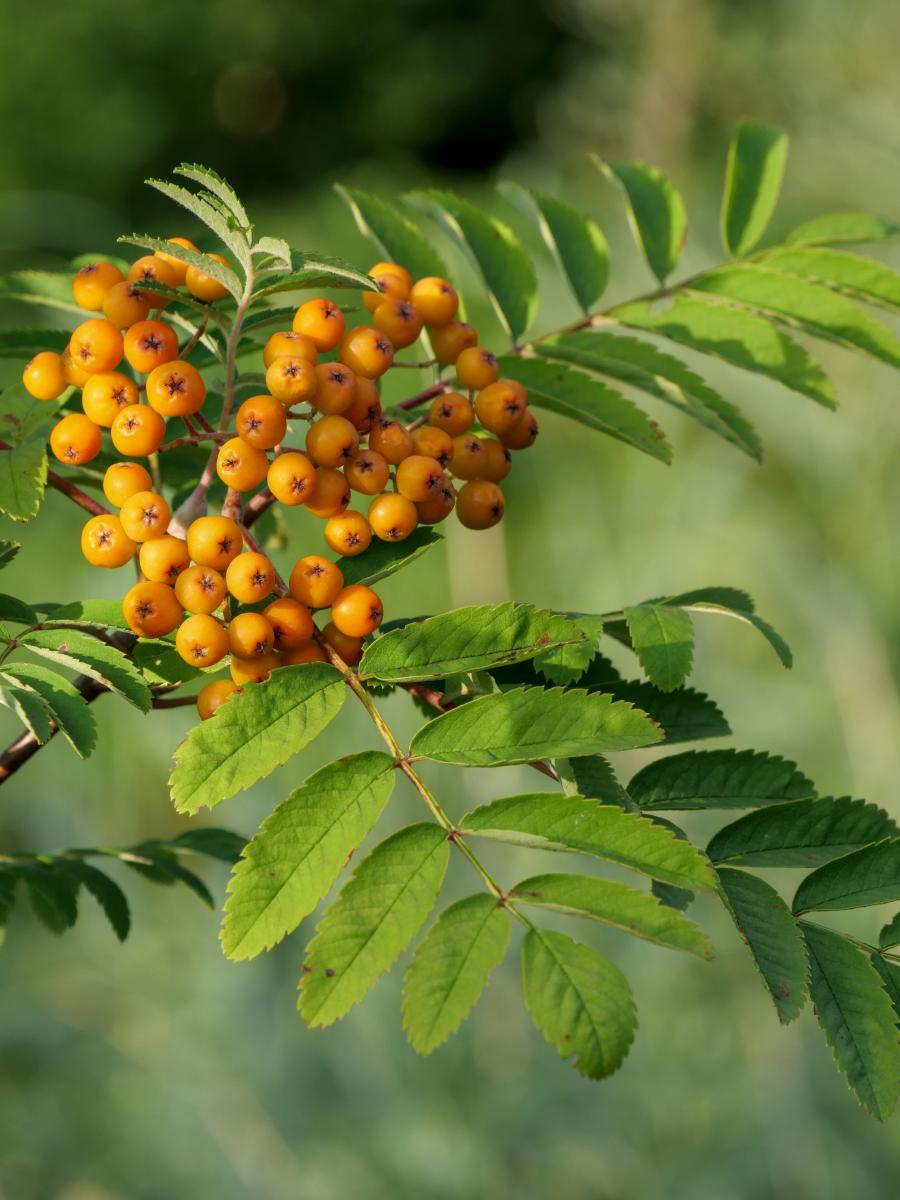 Orange berries and a few leaves.