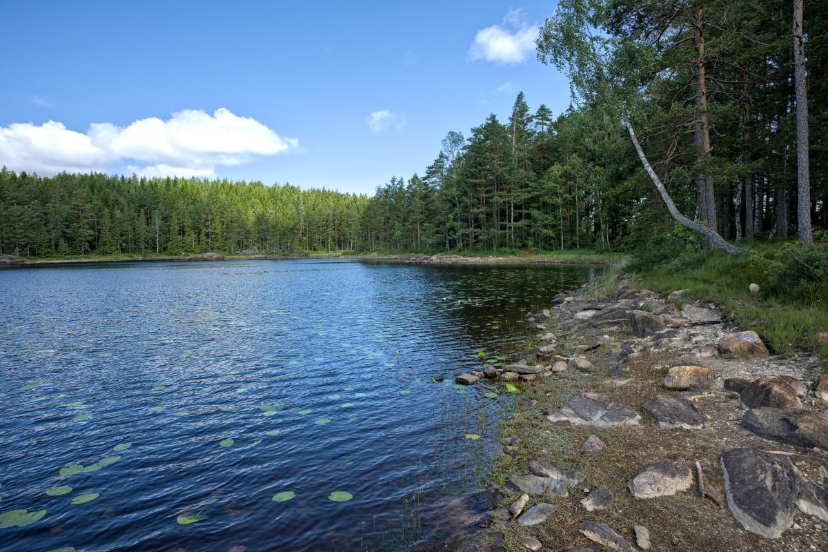 Some water lilies and rocks in a lake. Around the lake is a green forest and the sky is blue with some white clouds.