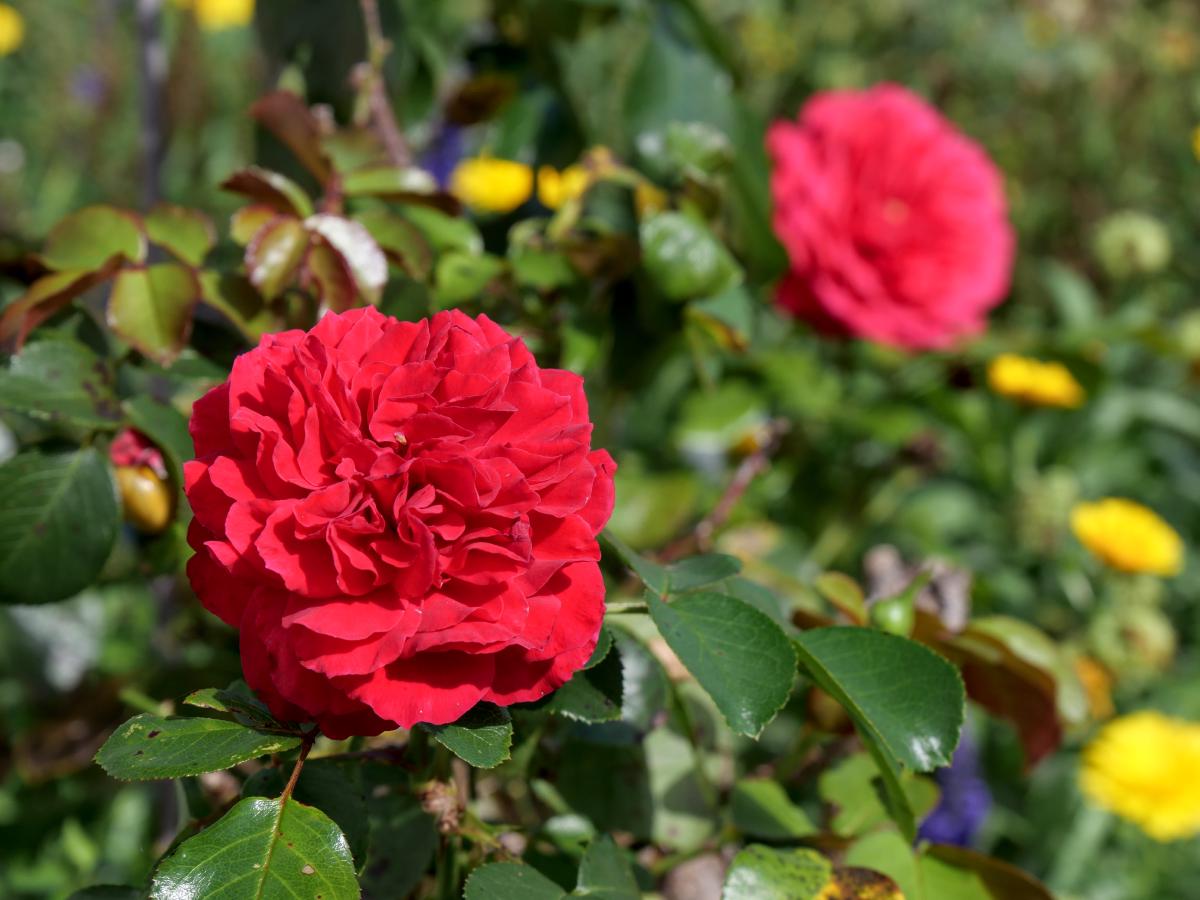 A closeup of a red flower with a green background and another flower.