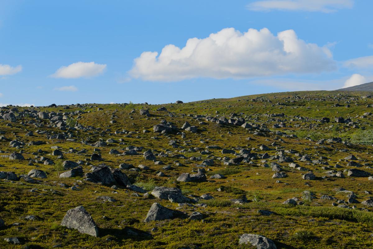 A green fjäll slope in Swedish Lapland, strewn with countless lichen-covered rocks that the glaciers left behind when they retreated. The sky is blue with fluffy white clouds.