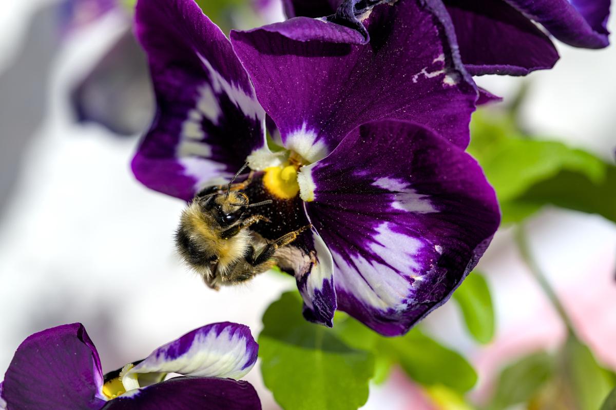 A bee sitting on a purple / white flower.
