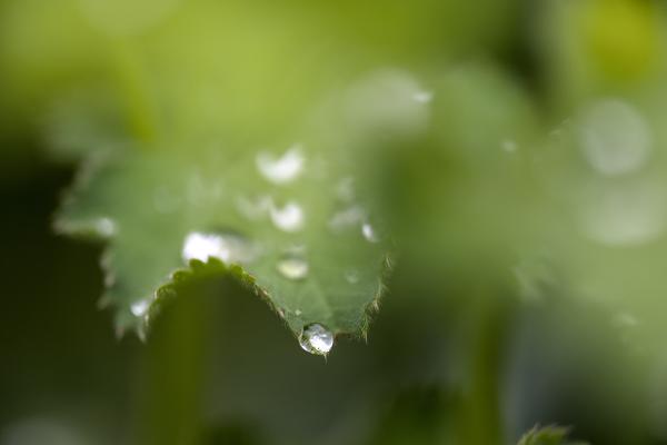 A leaf with some water drops on it.