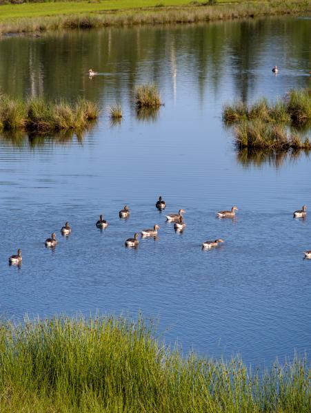 Some geese swimming in a lake.