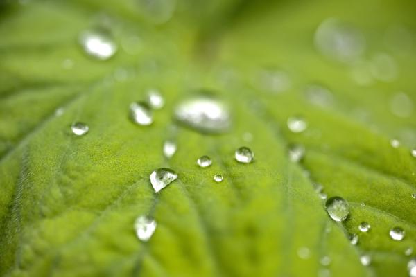 A leaf with some water drops on it.