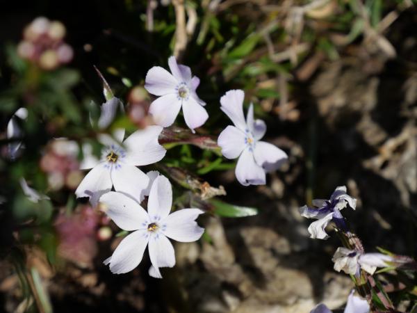 Nahaufnahme zarter weißer Bergblumen mit felsigem Gelände im Hintergrund.