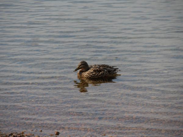 A wild duck floating calmly on the clear waters of a serene lake.