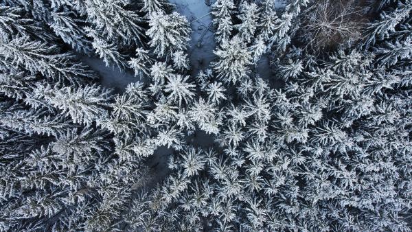 Aerial view of frosty trees blanketed in snow, forming a textured winter landscape.